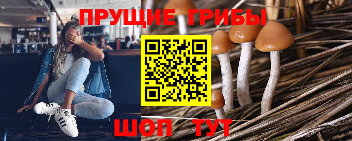 Галлюциногенные грибы мухоморы Минусинск